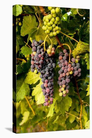 USA, Washington, Okanogan Valley, Omak. Pinot Grapes in Vineyard-Richard Duval-Stretched Canvas