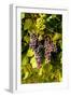 USA, Washington, Okanogan Valley, Omak. Pinot Grapes in Vineyard-Richard Duval-Framed Photographic Print