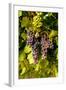 USA, Washington, Okanogan Valley, Omak. Pinot Grapes in Vineyard-Richard Duval-Framed Photographic Print