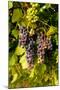 USA, Washington, Okanogan Valley, Omak. Pinot Grapes in Vineyard-Richard Duval-Mounted Photographic Print