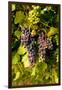 USA, Washington, Okanogan Valley, Omak. Pinot Grapes in Vineyard-Richard Duval-Framed Photographic Print