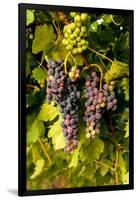 USA, Washington, Okanogan Valley, Omak. Pinot Grapes in Vineyard-Richard Duval-Framed Photographic Print