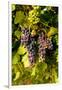 USA, Washington, Okanogan Valley, Omak. Pinot Grapes in Vineyard-Richard Duval-Framed Premium Photographic Print