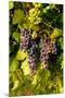 USA, Washington, Okanogan Valley, Omak. Pinot Grapes in Vineyard-Richard Duval-Mounted Premium Photographic Print