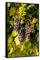 USA, Washington, Okanogan Valley, Omak. Pinot Grapes in Vineyard-Richard Duval-Framed Stretched Canvas