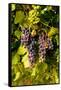USA, Washington, Okanogan Valley, Omak. Pinot Grapes in Vineyard-Richard Duval-Framed Stretched Canvas