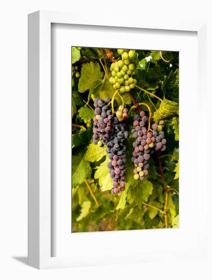 USA, Washington, Okanogan Valley, Omak. Pinot Grapes in Vineyard-Richard Duval-Framed Photographic Print