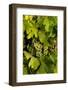 USA, Washington, Okanogan Valley, Omak. Pinot Grapes in Vineyard-Richard Duval-Framed Photographic Print