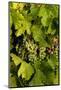 USA, Washington, Okanogan Valley, Omak. Pinot Grapes in Vineyard-Richard Duval-Mounted Photographic Print