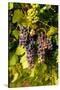 USA, Washington, Okanogan Valley, Omak. Pinot Grapes in Vineyard-Richard Duval-Stretched Canvas