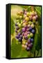 USA, Washington, Okanogan Valley. Pinot Grapes in Veraison in Vineyard-Richard Duval-Framed Stretched Canvas