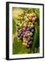 USA, Washington, Okanogan Valley. Pinot Grapes in Veraison in Vineyard-Richard Duval-Framed Photographic Print