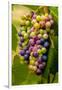 USA, Washington, Okanogan Valley. Pinot Grapes in Veraison in Vineyard-Richard Duval-Framed Photographic Print