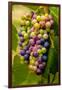 USA, Washington, Okanogan Valley. Pinot Grapes in Veraison in Vineyard-Richard Duval-Framed Photographic Print