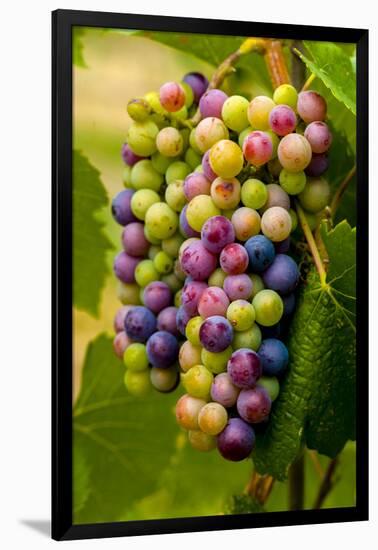 USA, Washington, Okanogan Valley. Pinot Grapes in Veraison in Vineyard-Richard Duval-Framed Photographic Print