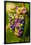 USA, Washington, Okanogan Valley. Pinot Grapes in Veraison in Vineyard-Richard Duval-Framed Photographic Print