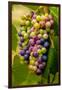 USA, Washington, Okanogan Valley. Pinot Grapes in Veraison in Vineyard-Richard Duval-Framed Premium Photographic Print
