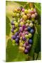 USA, Washington, Okanogan Valley. Pinot Grapes in Veraison in Vineyard-Richard Duval-Mounted Premium Photographic Print