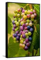 USA, Washington, Okanogan Valley. Pinot Grapes in Veraison in Vineyard-Richard Duval-Framed Stretched Canvas