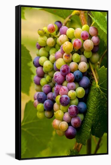 USA, Washington, Okanogan Valley. Pinot Grapes in Veraison in Vineyard-Richard Duval-Framed Stretched Canvas