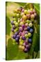 USA, Washington, Okanogan Valley. Pinot Grapes in Veraison in Vineyard-Richard Duval-Stretched Canvas