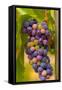 USA, Washington, Okanogan Valley. Pinot Grapes in Veraison in Vineyard-Richard Duval-Framed Stretched Canvas