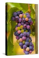 USA, Washington, Okanogan Valley. Pinot Grapes in Veraison in Vineyard-Richard Duval-Stretched Canvas