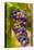 USA, Washington, Okanogan Valley. Pinot Grapes in Veraison in Vineyard-Richard Duval-Stretched Canvas