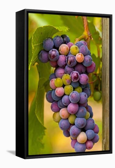 USA, Washington, Okanogan Valley. Pinot Grapes in Veraison in Vineyard-Richard Duval-Framed Stretched Canvas