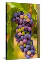 USA, Washington, Okanogan Valley. Pinot Grapes in Veraison in Vineyard-Richard Duval-Stretched Canvas