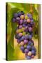 USA, Washington, Okanogan Valley. Pinot Grapes in Veraison in Vineyard-Richard Duval-Stretched Canvas