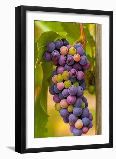 USA, Washington, Okanogan Valley. Pinot Grapes in Veraison in Vineyard-Richard Duval-Framed Premium Photographic Print