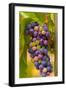 USA, Washington, Okanogan Valley. Pinot Grapes in Veraison in Vineyard-Richard Duval-Framed Photographic Print