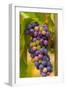 USA, Washington, Okanogan Valley. Pinot Grapes in Veraison in Vineyard-Richard Duval-Framed Photographic Print