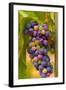 USA, Washington, Okanogan Valley. Pinot Grapes in Veraison in Vineyard-Richard Duval-Framed Photographic Print