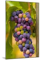 USA, Washington, Okanogan Valley. Pinot Grapes in Veraison in Vineyard-Richard Duval-Mounted Photographic Print