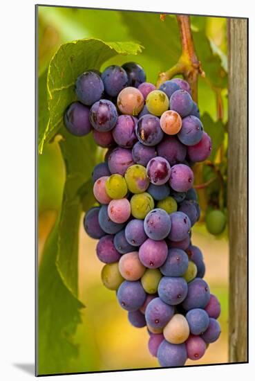 USA, Washington, Okanogan Valley. Pinot Grapes in Veraison in Vineyard-Richard Duval-Mounted Photographic Print