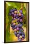 USA, Washington, Okanogan Valley. Pinot Grapes in Veraison in Vineyard-Richard Duval-Framed Photographic Print