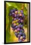 USA, Washington, Okanogan Valley. Pinot Grapes in Veraison in Vineyard-Richard Duval-Framed Photographic Print