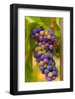 USA, Washington, Okanogan Valley. Pinot Grapes in Veraison in Vineyard-Richard Duval-Framed Photographic Print