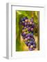 USA, Washington, Okanogan Valley. Pinot Grapes in Veraison in Vineyard-Richard Duval-Framed Photographic Print