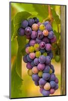 USA, Washington, Okanogan Valley. Pinot Grapes in Veraison in Vineyard-Richard Duval-Mounted Photographic Print