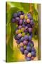 USA, Washington, Okanogan Valley. Pinot Grapes in Veraison in Vineyard-Richard Duval-Stretched Canvas