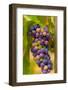 USA, Washington, Okanogan Valley. Pinot grapes in veraison ripen-Richard Duval-Framed Photographic Print