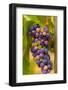 USA, Washington, Okanogan Valley. Pinot grapes in veraison ripen-Richard Duval-Framed Photographic Print