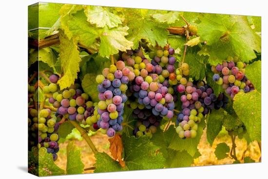 USA, Washington, Okanogan Valley. Pinot Grapes Ripen During Veraison-Richard Duval-Stretched Canvas