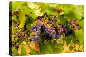 USA, Washington, Okanogan Valley. Pinot Grapes Ripen During Veraison-Richard Duval-Stretched Canvas