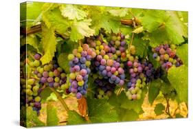 USA, Washington, Okanogan Valley. Pinot Grapes Ripen During Veraison-Richard Duval-Stretched Canvas