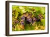 USA, Washington, Okanogan Valley. Pinot Grapes Ripen During Veraison-Richard Duval-Framed Photographic Print