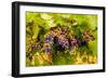 USA, Washington, Okanogan Valley. Pinot Grapes Ripen During Veraison-Richard Duval-Framed Photographic Print